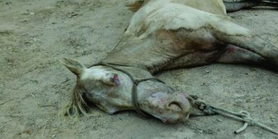 Cavalos sofrem ataque de enxame de abelhas em Tapes