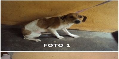 Camaquã - animais disponíveis para adoção no Canil Municipal