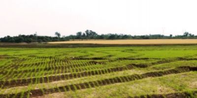 Plantio do arroz perto de finalizar em duas regiões do RS