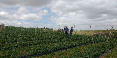 Primeira safra de pepinos de Cristal está sendo entregue 