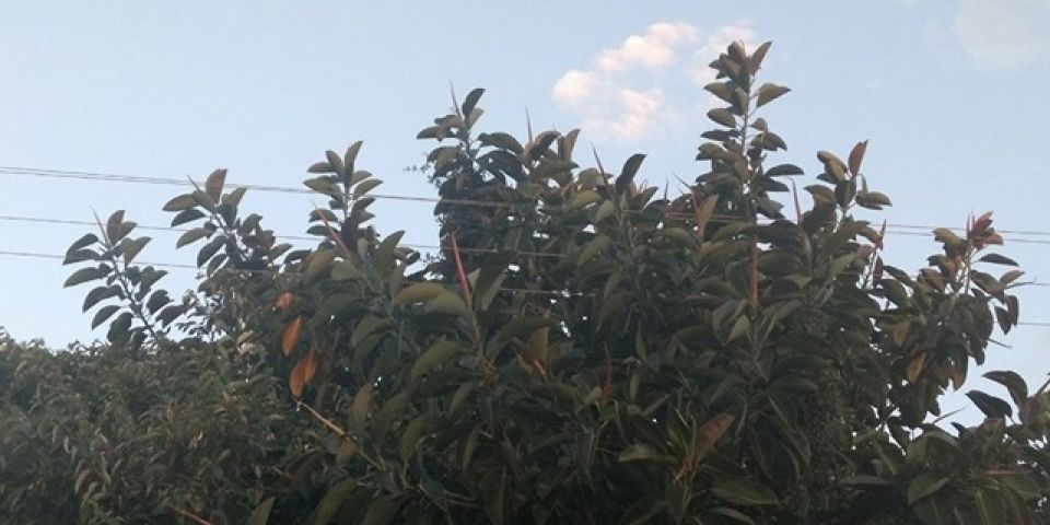 Depois de quase 24 horas, diversos usuários continuam sem abastecimento de luz em Camaquã