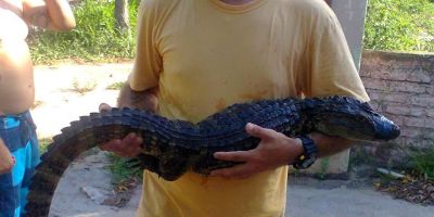 Banhista captura jacaré na Laguna dos Patos, em Arambaré