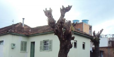 Camaquã - Meio Ambiente intensifica fiscalização de podas drásticas