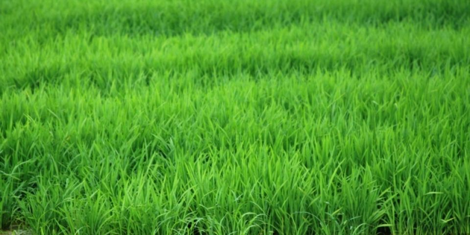 Semeadura do arroz está praticamente concluída no estado