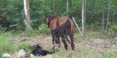 Potro é sacrificado após ser atropelado em via pública em Camaquã 
