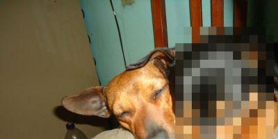 Cachorrinha que foi atropelada ontem está desaparecida em Camaquã