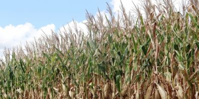 Prognóstico indica que pouca chuva pode afetar produtividade das culturas de verão