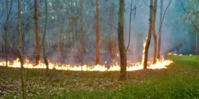 Mais um incêndio em mato na região; desta vez foi na Erlínio Assis em Camaquã 