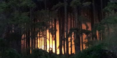 Incêndio atinge plantação de pinus na Pinvest em Tapes