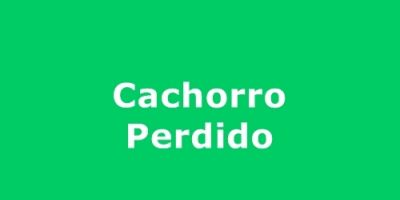 Cachorro perdido no bairro Jardim do Forte, em Camaquã