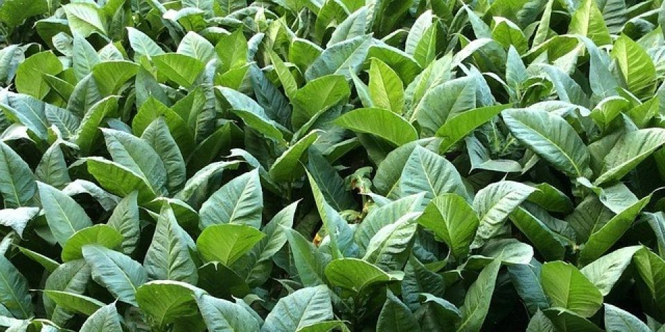 Camaquã (RS) é o nono maior produtor de tabaco do País