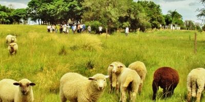 Abertura da Feovelha valoriza ovinocultura e produtores da Região Sul