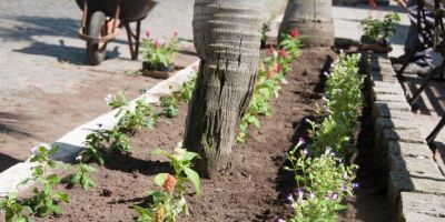 Centro de São Lourenço do Sul passa a ser mais florido