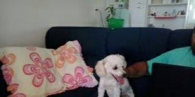 Encontrada agora a pouco uma cachorrinha da raça Poodle na Av. José Loureiro da Silva, em Camaquã