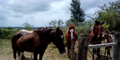 Cavalos em situação de abandono estão sendo recolhidos pela Prefeitura de Camaquã