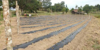 Novos produtores começam a produzir pepinos em Cristal