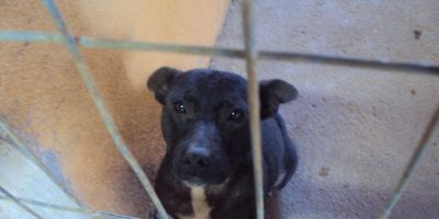 Cadela para adoção no Canil Municipal de Camaquã