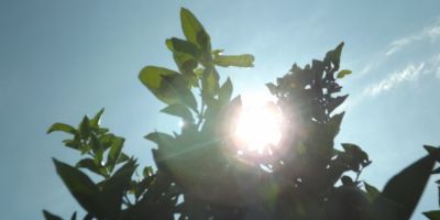 Sol predomina no RS neste sábado e temperatura chega aos 35°C