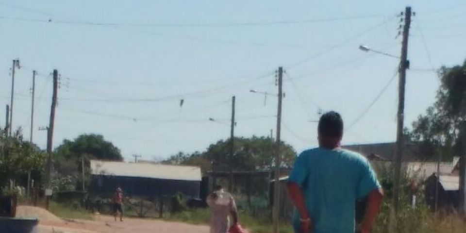 Cavalo não resiste a ataque de abelhas em Tapes