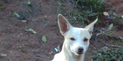 Cadela para adoção no Canil Municipal de Camaquã