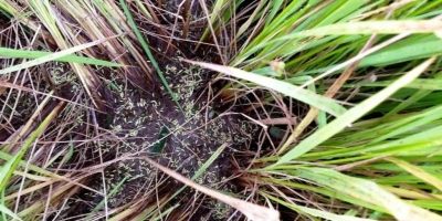 Granizo atinge região produtora de arroz no Rio Grande do Sul