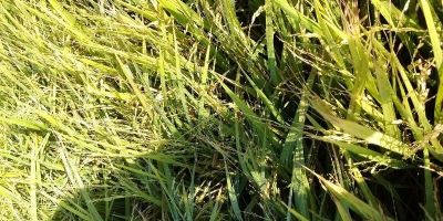 Granizo atinge mais de 8 mil hectares de arroz em Eldorado do Sul e Guaíba
