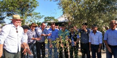 Área plantada de olivais chega a 3.464 hectares e supera meta de 2018