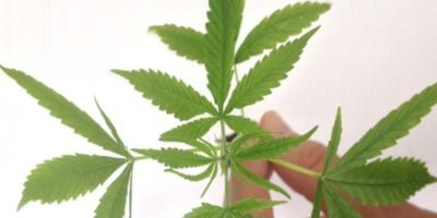 MUNDO: Nova Jersey amplia uso de maconha medicinal para dor de cabeça e ansiedade