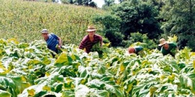 Produção Integrada do Tabaco avança
