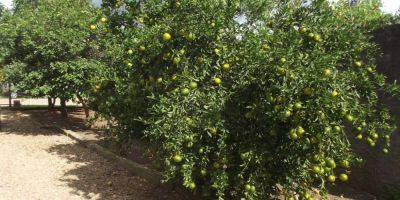 Já pode ser feita a compra conjunta de mudas frutíferas e alevinos em Camaquã