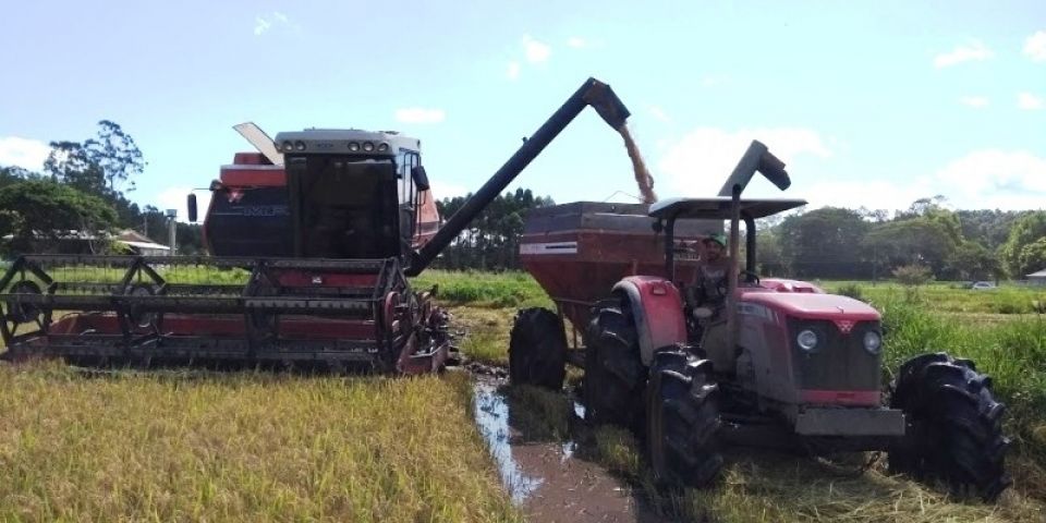 Colheita do arroz atinge 42,6% no Rio Grande do Sul