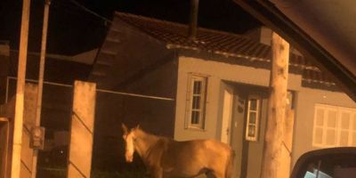 Há dias um cavalo anda solto pelas ruas do bairro Floresta em Camaquã