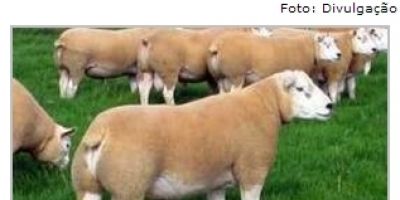 Raio mata cinco ovelhas à nove quilômetros da zona urbana de Canguçu