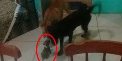Dono busca por cachorrinha da raça Boxer em Camaquã