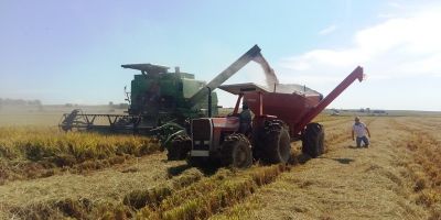 Colheita do arroz no Rio Grande do Sul está perto de atingir 90%