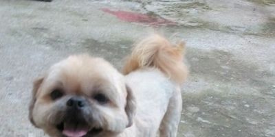 Cachorrinho da raça Shih-tzu está desaparecido em Camaquã