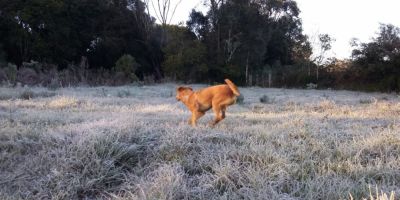 Rio Grande do Sul tem previsão de muito frio e geada nos próximos dias