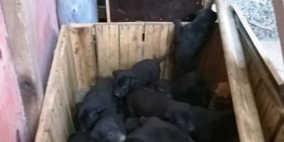 Doa-se filhotes de cães em Camaquã