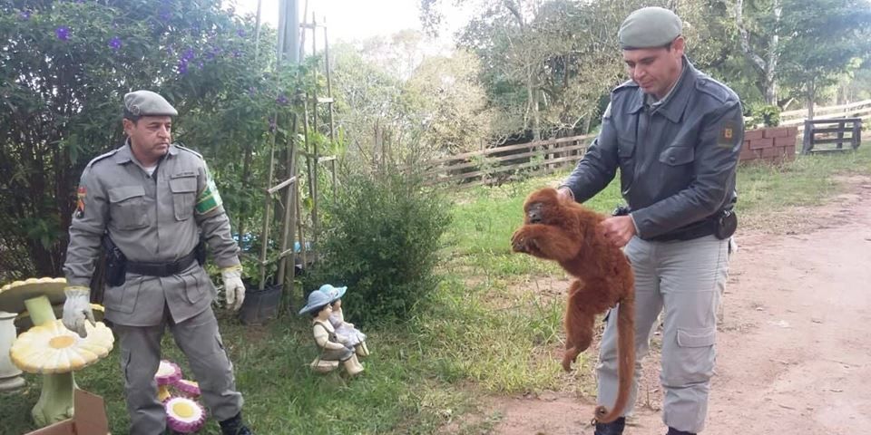 Bugio ferido é resgatado pela Patram no interior de Camaquã