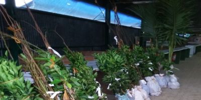 Secretaria da Agricultura Abastecimento realiza entrega de mudas frutíferas