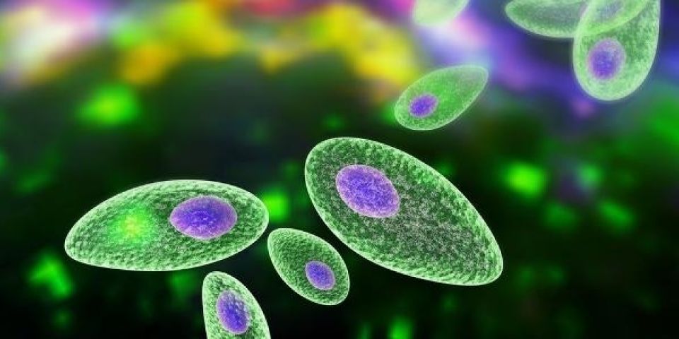 Ministério da Saúde tenta identificar origem de surto de toxoplasmose em Santa Maria