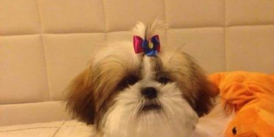 Cachorrinha da raça Shih-tzu está desaparecida desde ontem (16) em Camaquã