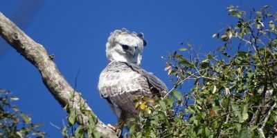 Rara espécie de águia volta a ser vista no Rio Grande do Sul após dois anos