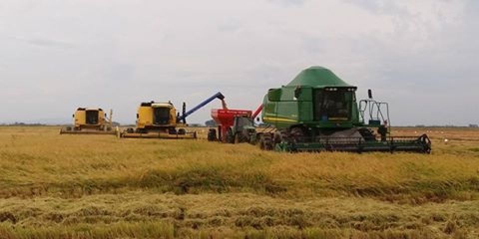 Banco do Brasil destina R$ 103 bilhões para crédito agrícola