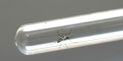 Dengue já matou 77 pessoas no Brasil este ano