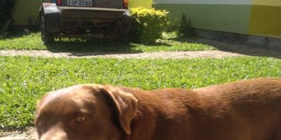Foi encontrado em Camaquã um cão Labrador. O animal está no Canil Municipal
