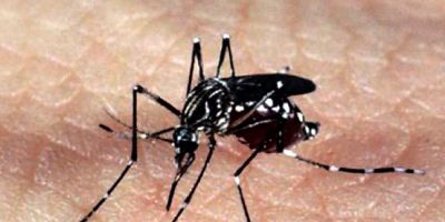 Especialistas alertam para epidemias de Zika e Chikungunya no verão