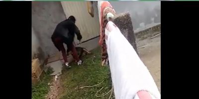 Vídeo de maus tratos contra cachorro em Camaquã viraliza nas redes sociais