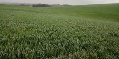 Chuvas podem garantir boa expectativa de produtividade para culturas de inverno no RS