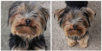 Cachorro desaparecido no bairro Viégas, em Camaquã